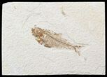 Bargain, Diplomystus Fossil Fish - Wyoming #56237-1